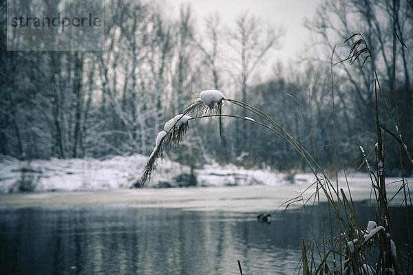 Deutschland  Bayern  Ergolding  Teich im Winter