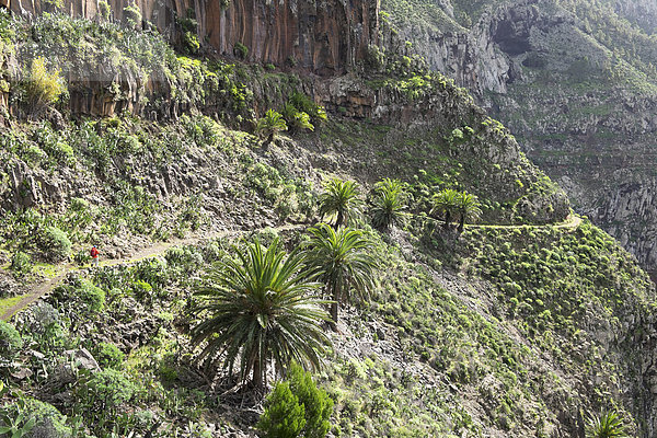 Spanien  Kanarische Inseln  La Gomera  Valle Gran Rey  Lomo del Carreton bei Arure  Wanderer