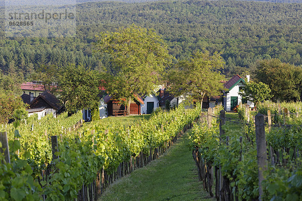 Österreich  Burgenland  Kohfidisch  Weinberg am Csaterberg