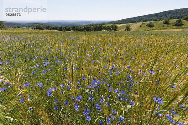 Österreich  Burgenland  Naturpark Geschriebenstein  Kornblumen im Feld