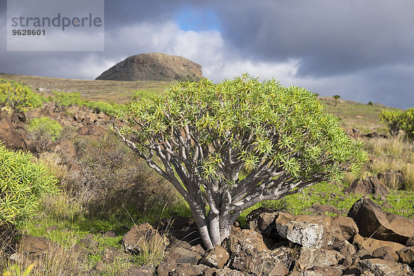 Kanarische Inseln  La Gomera  Alajero  Euphorbia berthelotii mit dem Berg Calvario im Hintergrund