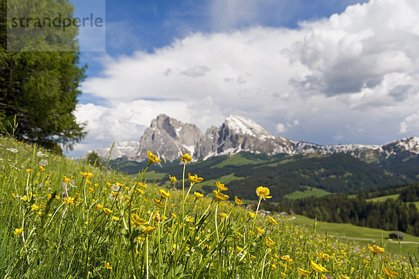 Italien  Südtirol  Globe Flowers  Trollius europaeus  Langkofel und Plattkofel im Hintergrund