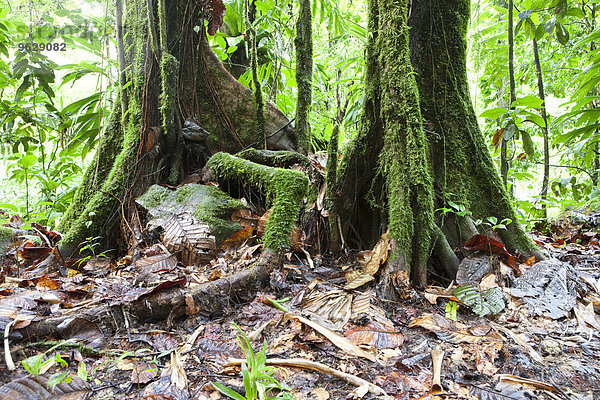 Karibik  Guadeloupe  Basse-Terre  Regenwald  Moosbaumstämme