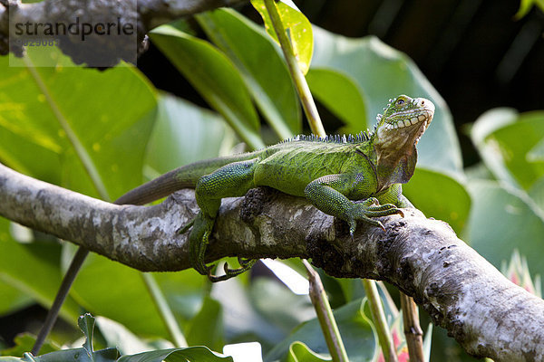 Karibik  Guadeloupe  Grande-Terre  Grüner Leguan  Leguan  auf Ast hockend