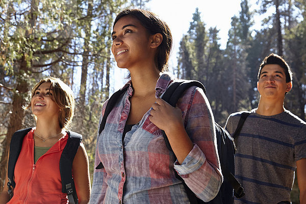 Drei junge erwachsene Freunde beim Wandern im Wald  Los Angeles  Kalifornien  USA