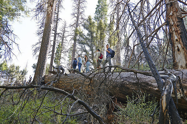 Fünf junge erwachsene Freunde beim Wandern auf einem umgestürzten Baum im Wald  Los Angeles  Kalifornien  USA