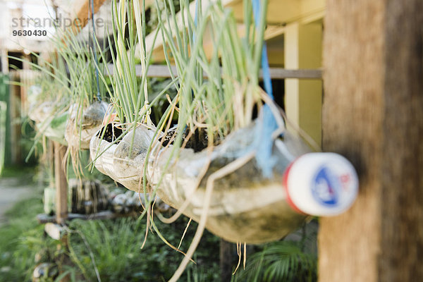 Pflanzen in Plastikflaschen hängend vom Haus  Cebu  Philippinen