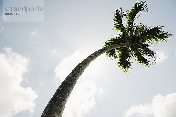 Tiefblick auf Palme und blauen Himmel  Cebu  Philippinen