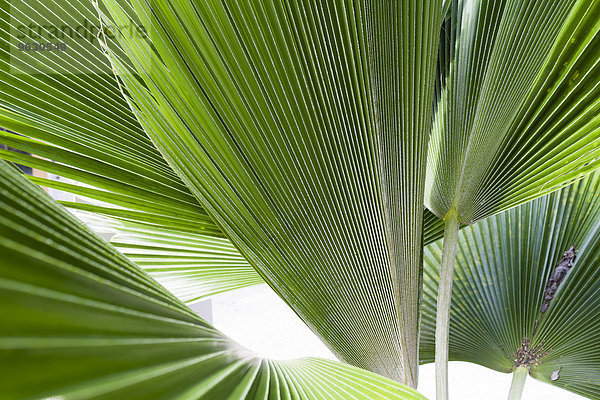 Detailaufnahmen von tropischen Pflanzenblättern