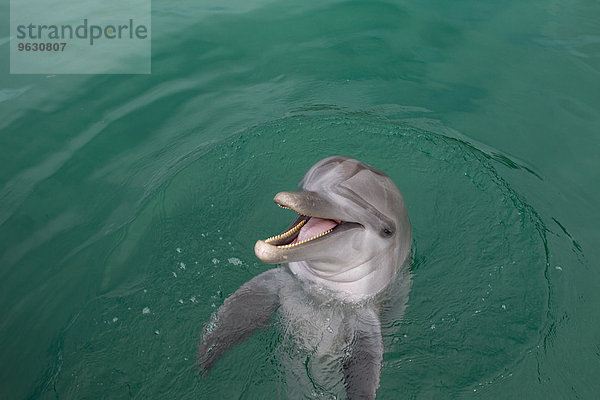 Lachender Delfin.