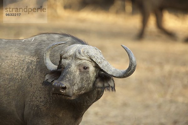 Afrikanische Büffel (Syncerus caffer)  Mana Pools  Simbabwe  Afrika.