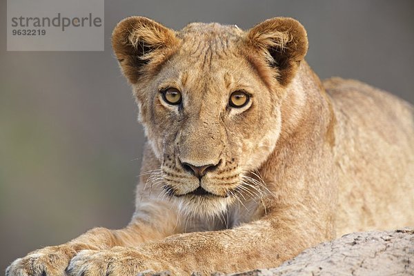 Löwenjunges (Panthera leo)  Mana Pools  Simbabwe  Afrika.