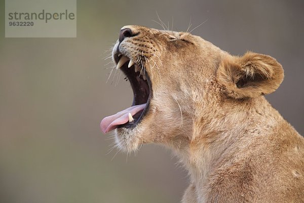 Löwin (Panthera leo) brüllt  Mana Pools  Simbabwe  Afrika.