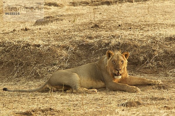 Löwe (Panthera leo) ruht  Mana Pools  Simbabwe  Afrika.