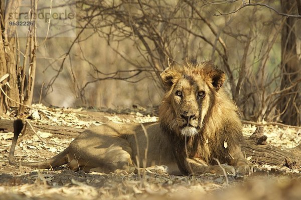 Löwe (Panthera leo) ruht  Mana Pools  Simbabwe  Afrika.