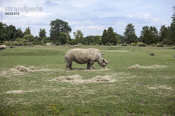 Nashorn auf der Weide  Cotswold Wildlife Park  Burford  Oxfordshire  UK