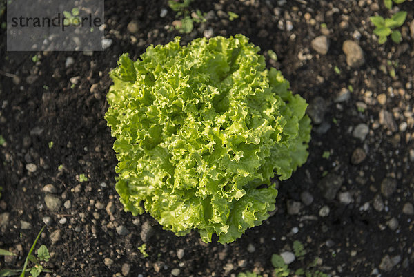 Lettuce from above earth close-up vegetable garden