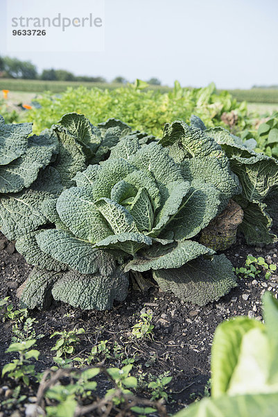 Cabbage plant garden vegetable harvest field