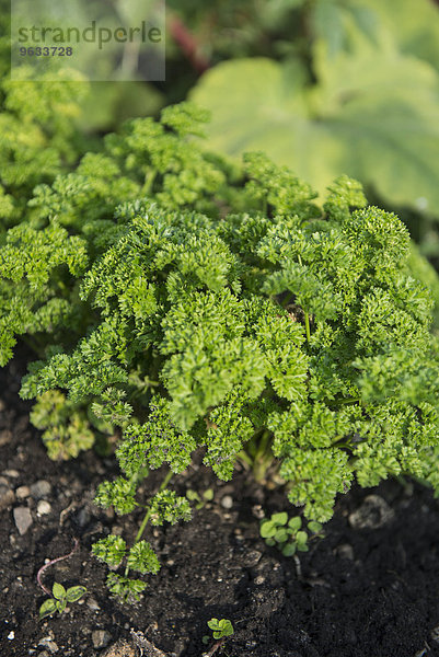 Parsley plant garden earth close-up detail