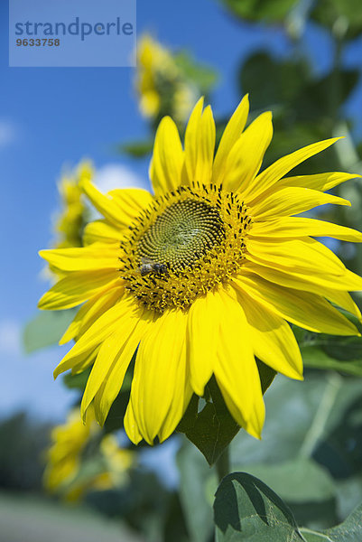 Close-up sunflower yellow blossom bee