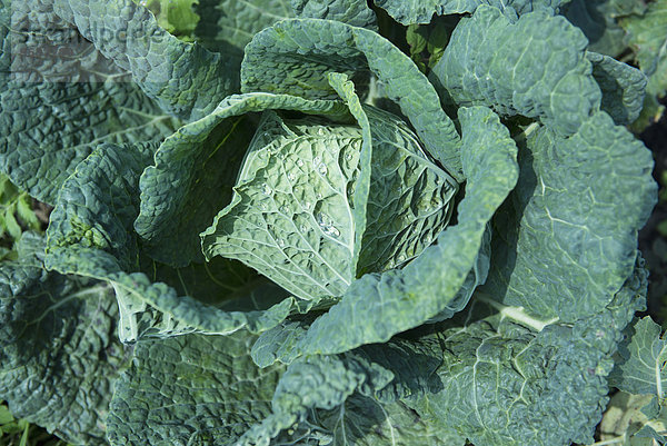 Close-up cabbage vegetable from above