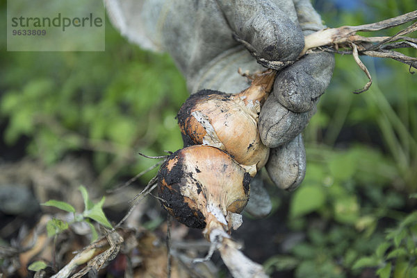 Hand gloves garden picking fresh onions earth