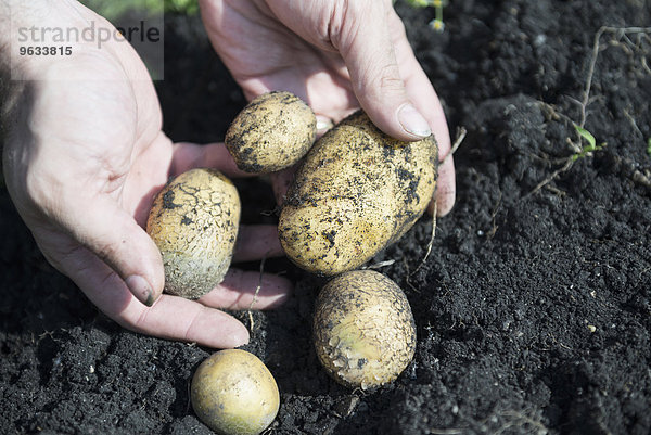 Bio vegetables growing own potatoes garden