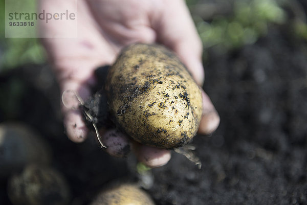 Close-up man holding own Bio potatoes