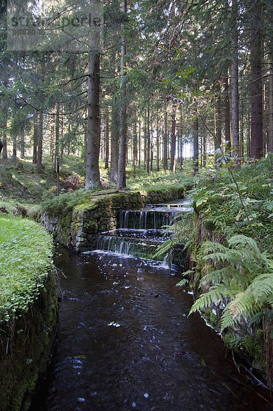 View of Dyke ditch at Harz National Park
