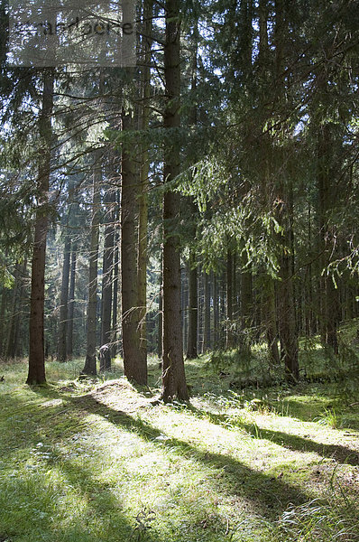 European spruce forest at Harz National Park