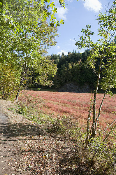 View of marsh area in Harz National Park