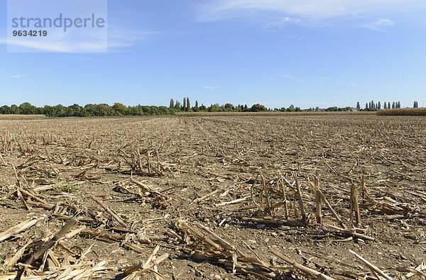View of maize stubble field