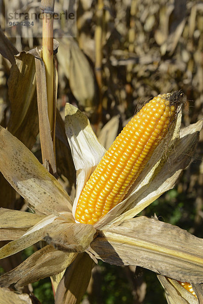 Close up of corn field