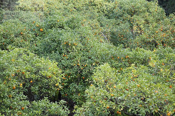 Orange tree plantation