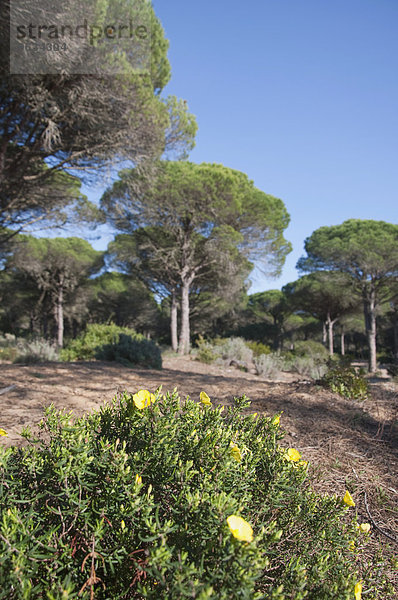 View of pine trees