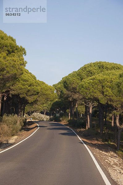 View of forest road with pine trees