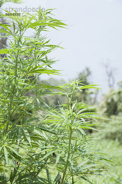 Wild hemp cannabis plant green fresh close up
