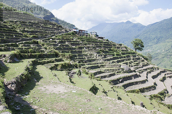 Dry terraced rice paddy fields mountain landscape