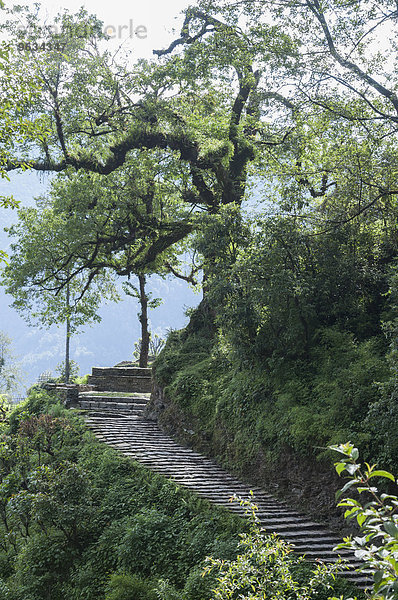 Steps trees landscape Himalaya trekking region
