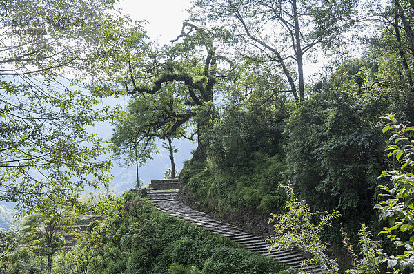 Stone steps rainforest trekking region Himalaya