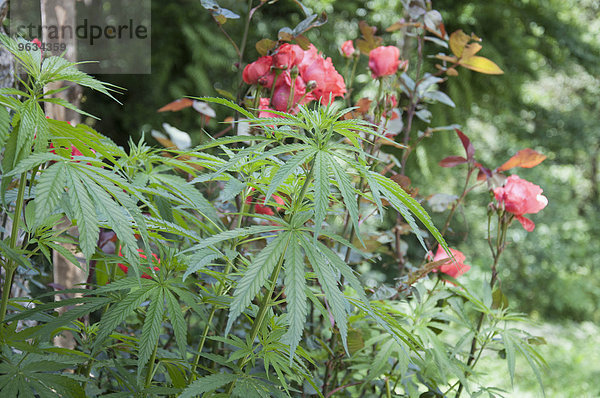 Detail wild Cannabis plant rose flowers Rainforest