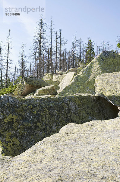 View of Bavarian Forest