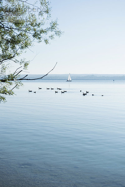 Ducks geese lake landscape tree sailing boat