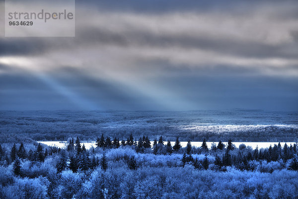 Bodenhöhe Landschaft über Spiegelung Wald See Sonnenlicht Kiefer Pinus sylvestris Kiefern Föhren Pinie Ansicht