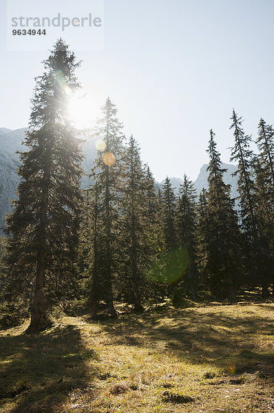 Sun shining through spruce trees  Bavarian alps