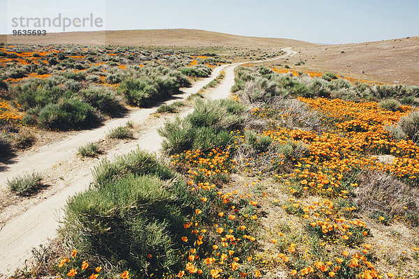 Goldmohn Eschscholzia californica Blume Nutzpflanze Tal lebhaft Antilope Kalifornien