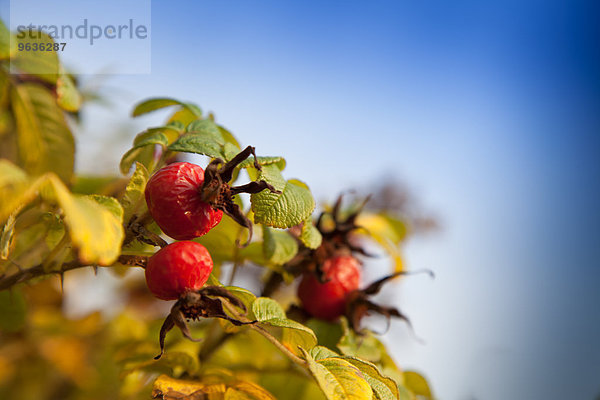 Close up rosehip bud plant detail blue sky