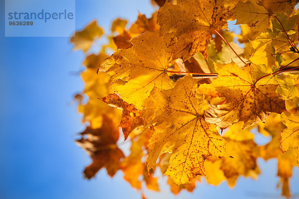Autumn maple leaves blue sky detail close up