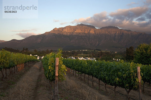 Vines in a vineyard