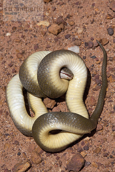 Dead African House Snake (Boaedon fuliginosus) on the ground
